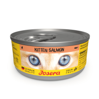 Kitten Salmon